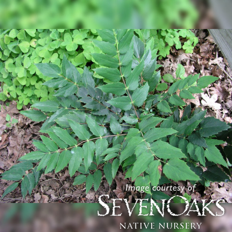 Mahonia nervosa 3gal Longleaf Mahonia/ Dull Oregon Grape