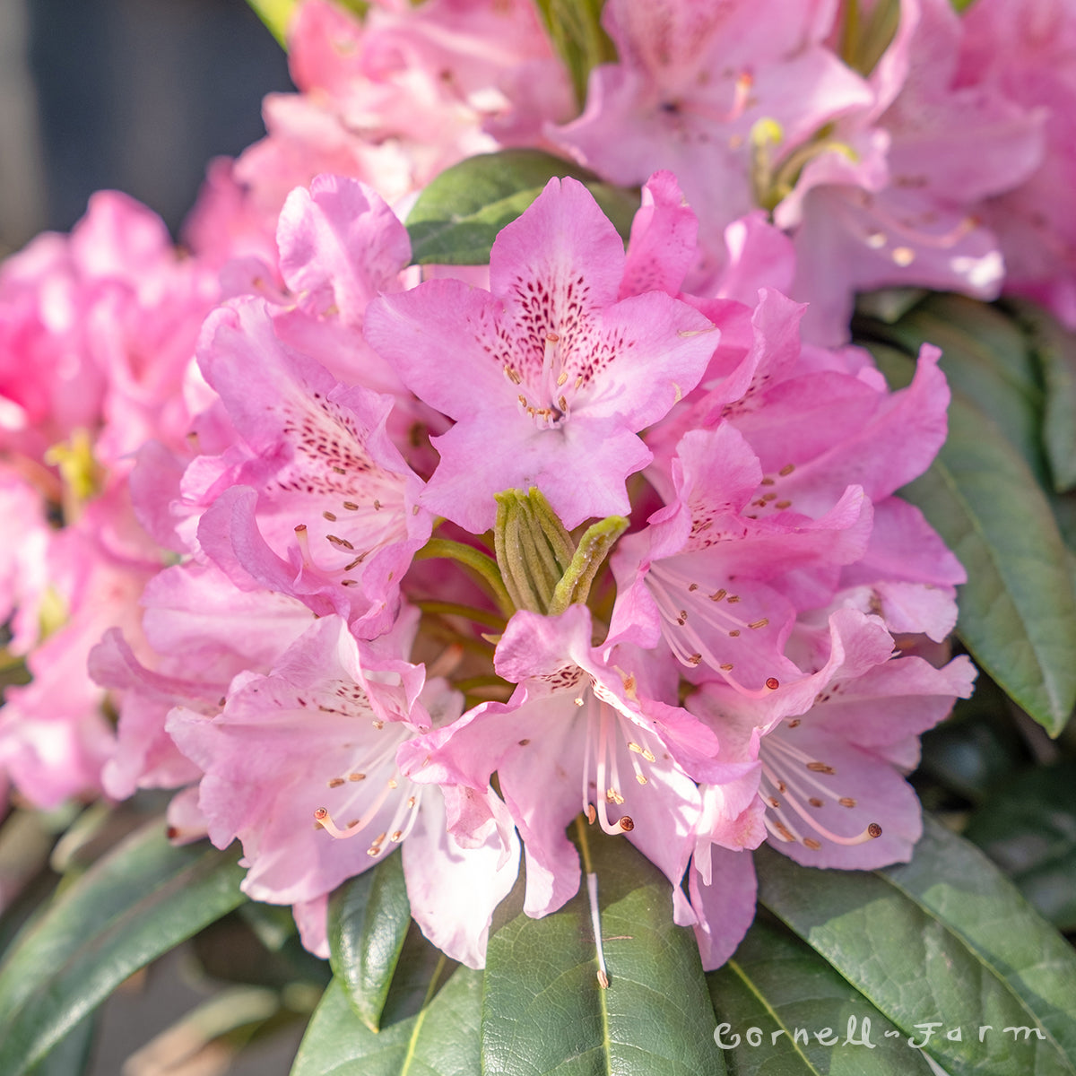 Rhododendron Holden 15-18in