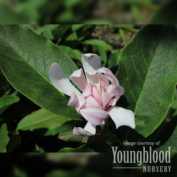 Magnolia stellata Pink Stardust 10gal Star Magnolia