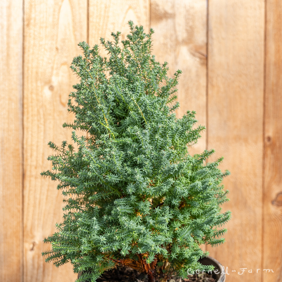 Chamaecyparis t. Red Star 2 gal White Cypress