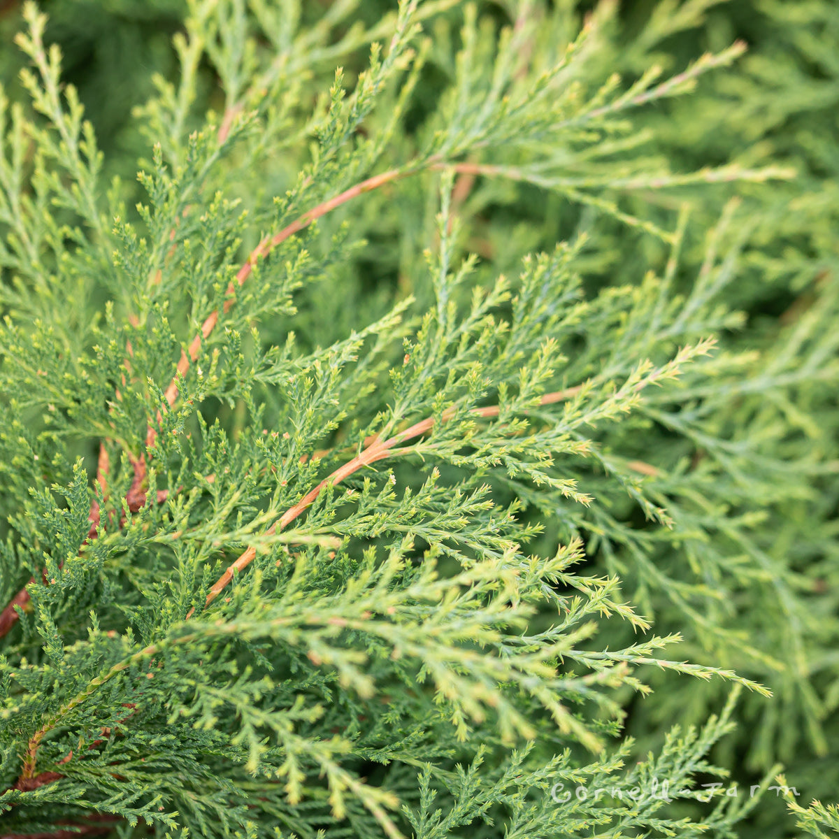 Microbiota decussata Celtic Pride 2gal Russian Cypress