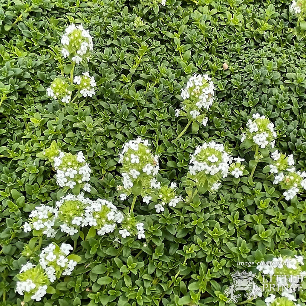 Thymus x c. Lemon Frost