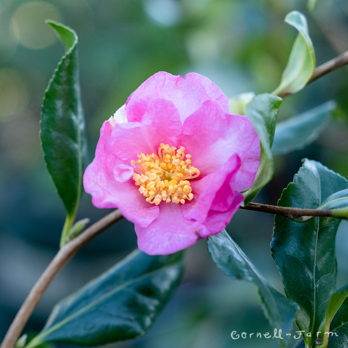 Camellia s. Cleopatra 6gal