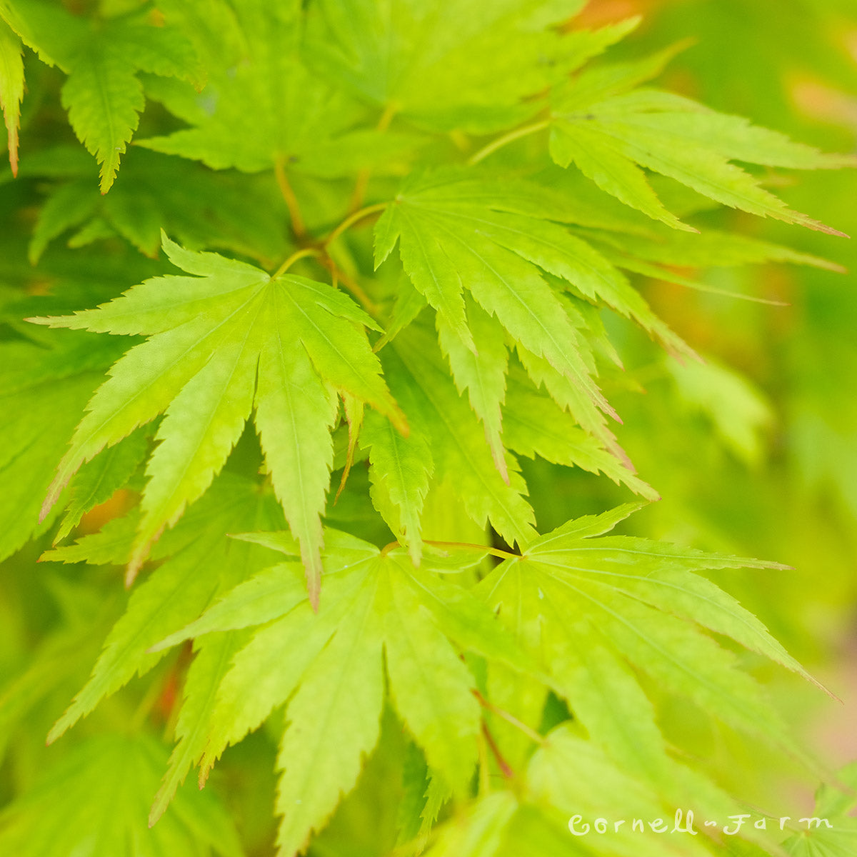 Acer p. Tobiosho 20gal Japanese Maple