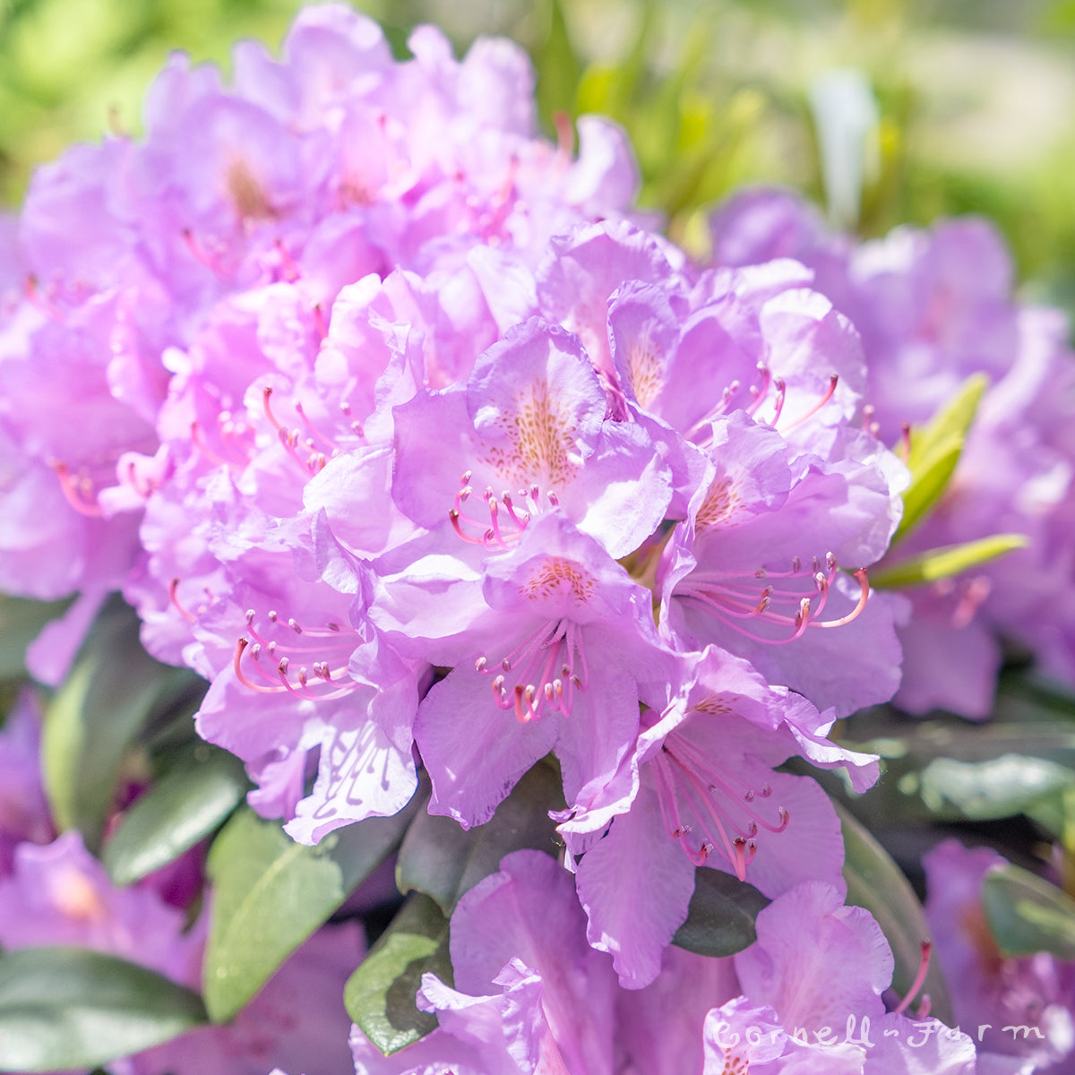 Rhododendron Catawbiense Grandiflorum 21-24in