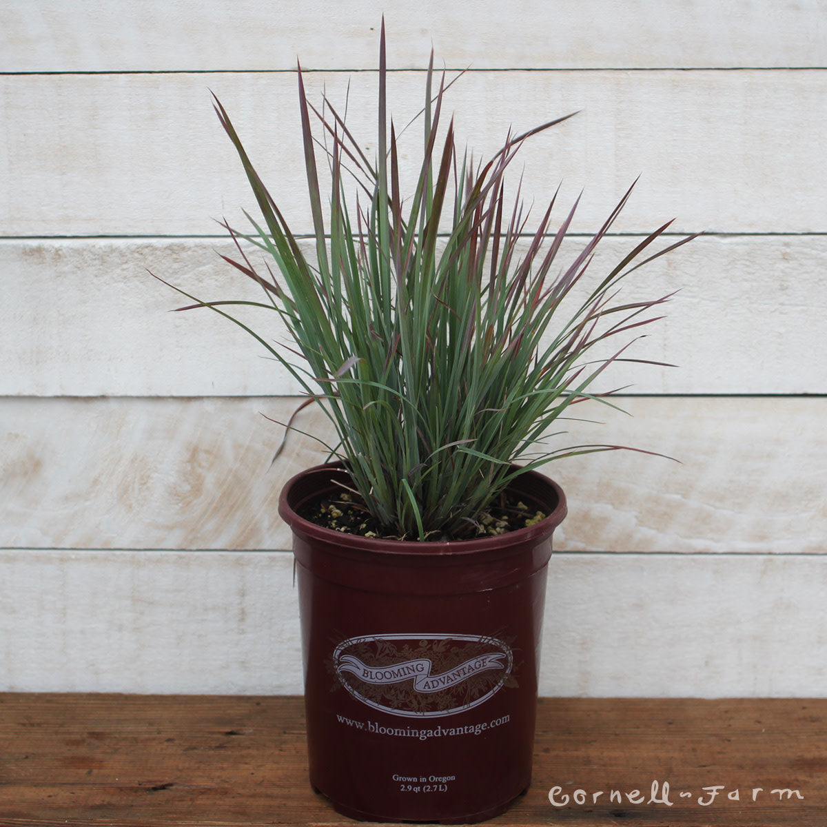 Schizachyrium Standing Ovation 1gal