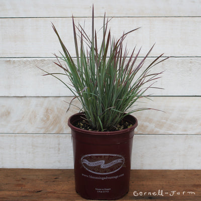 Schizachyrium Standing Ovation 1gal