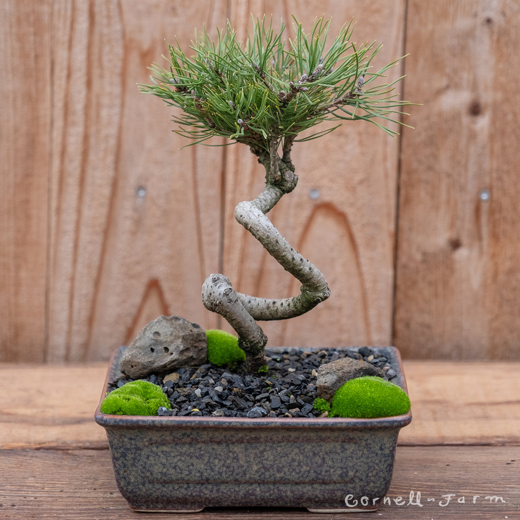 Pinus mugo Twisty Pre-Bonsai Mugo Pine – Cornell Farm