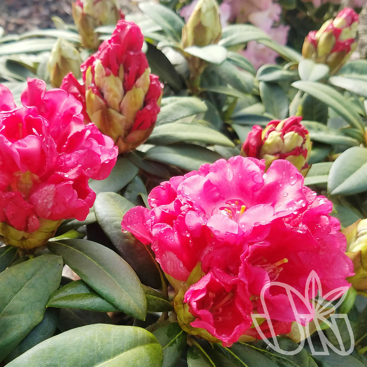 Rhododendron Amity 6gal pink