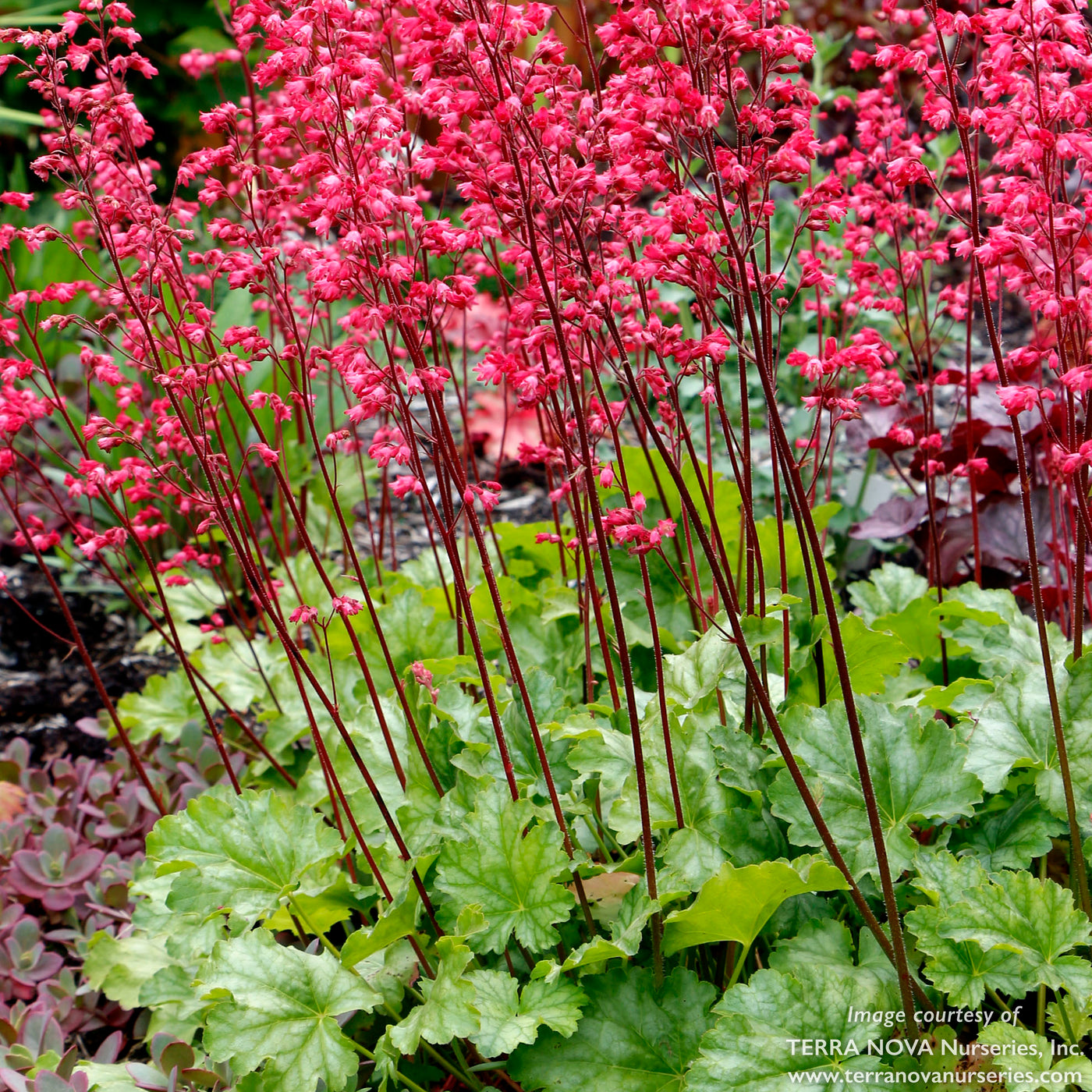 Heuchera Paris Qrt CF