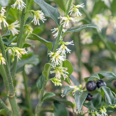 Sarcococca ruscifolia 5gal Fragrant Sweetbox