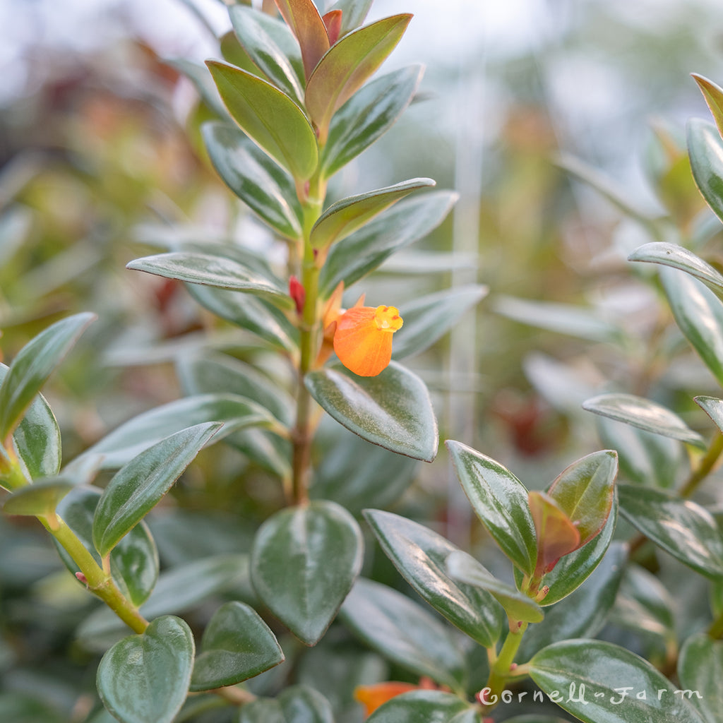 Cornell Farm Nematanthus gregarius Goldfish Plant