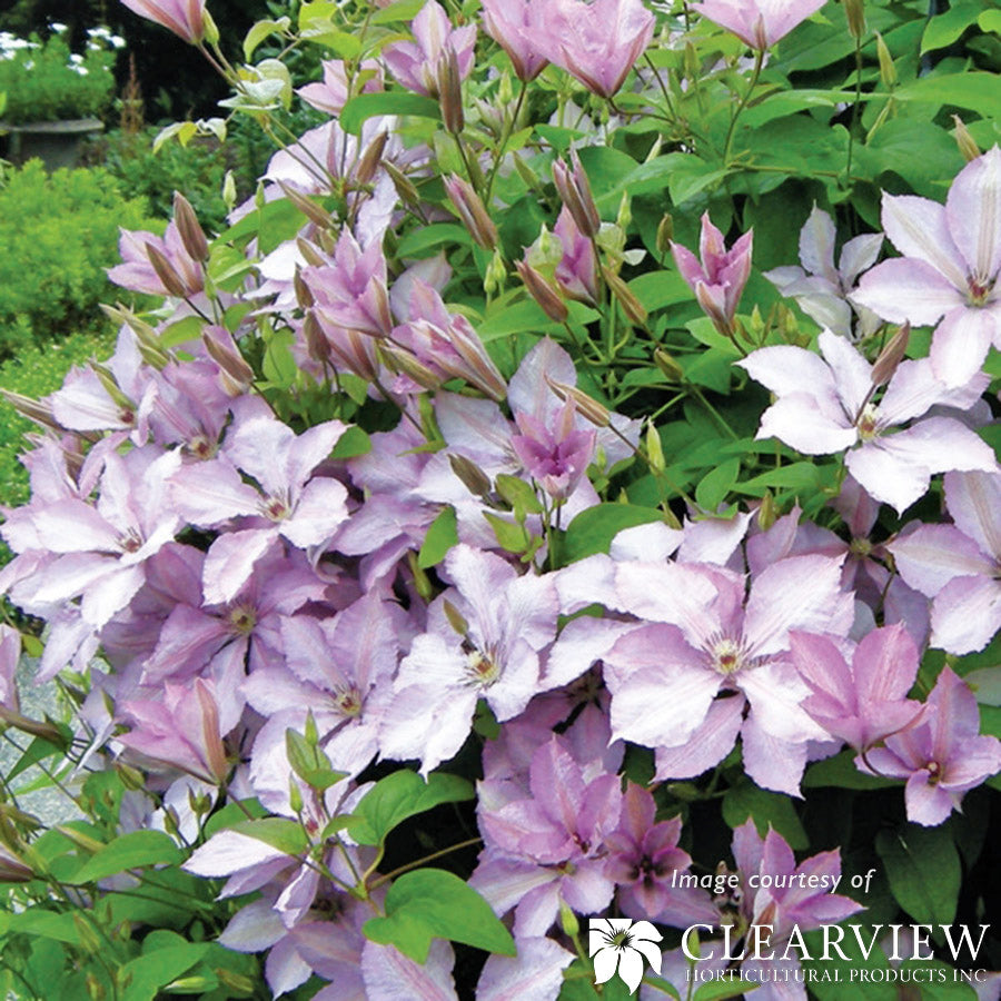 Clematis Margaret Hunt 1gal pinkish-lavender