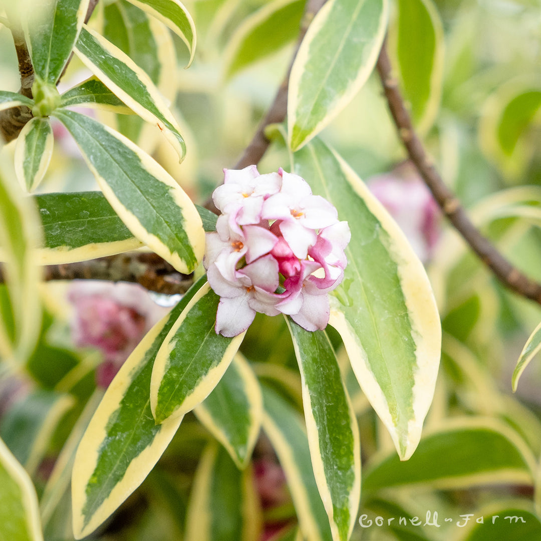Daphne odora Marianni 1gal Winter Daphne – Cornell Farm