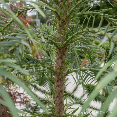 Wollemia nobilis 6gal Wollemi Pine