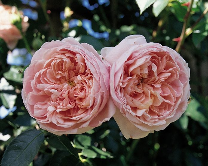 Rose Colette 5gal Climber – Cornell Farm