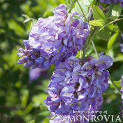 Wisteria f. Amethyst Falls 3gal Trellis