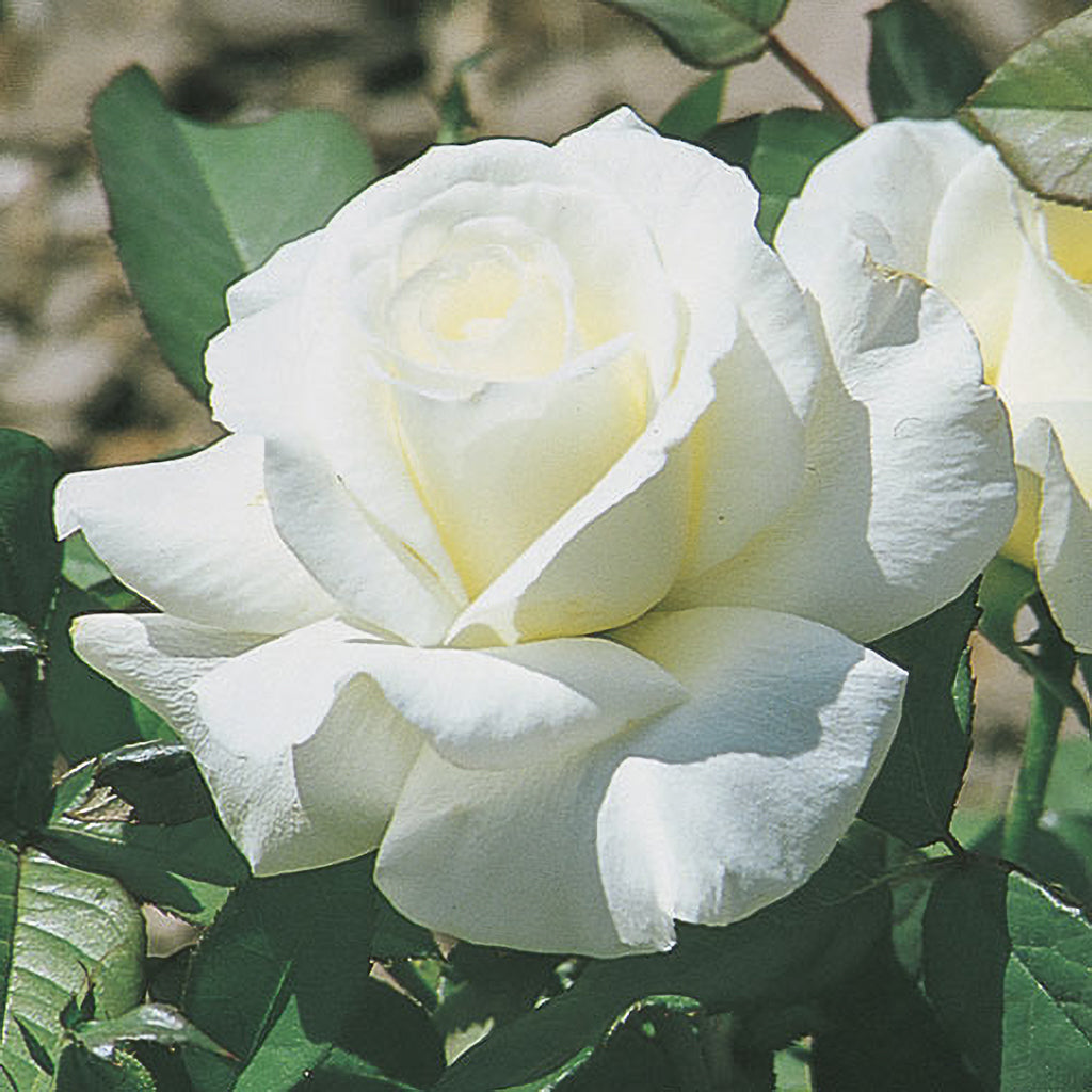 Rose Honor 5gal Hybrid Tea – Cornell Farm