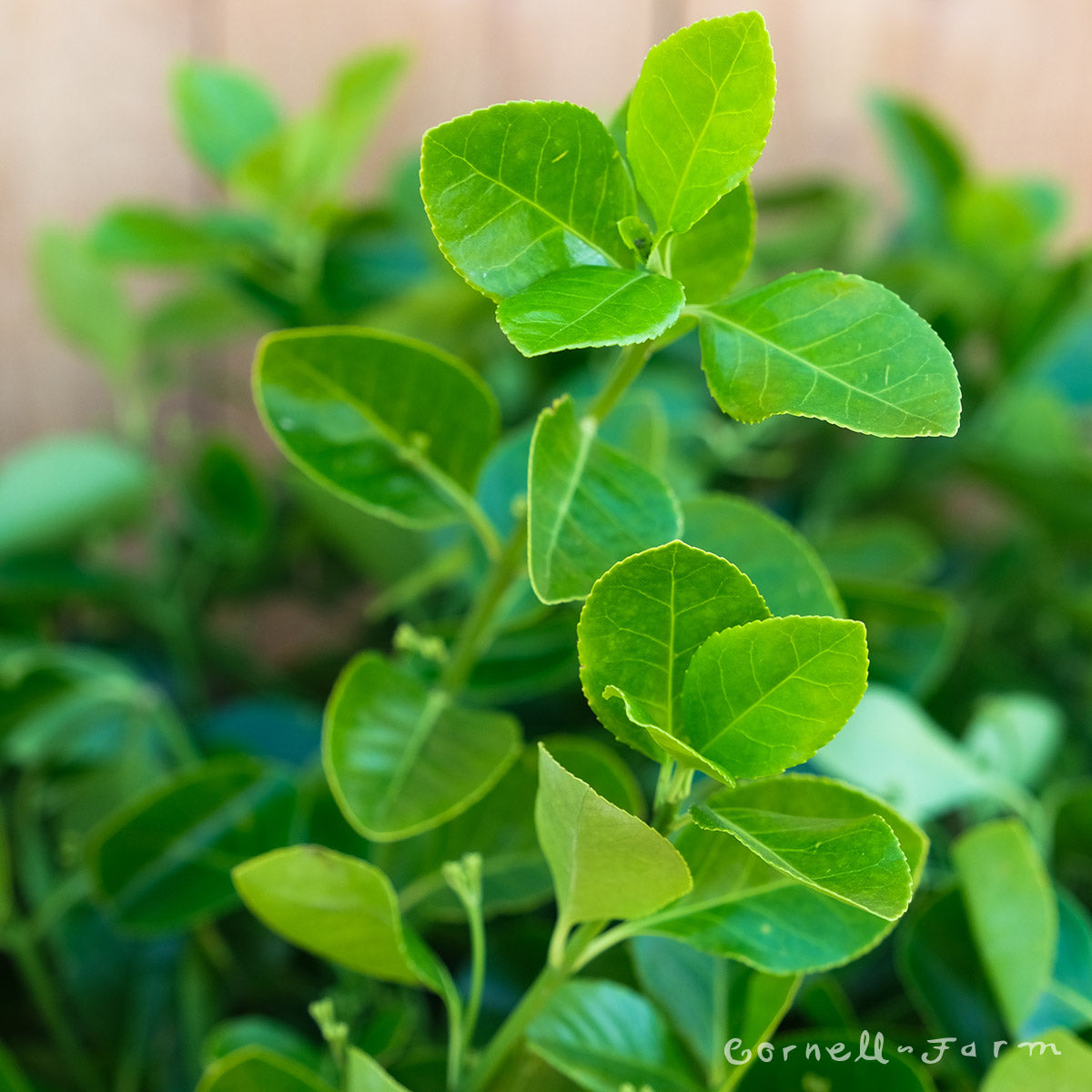 Euonymus kia Manhattan 15gal ESP