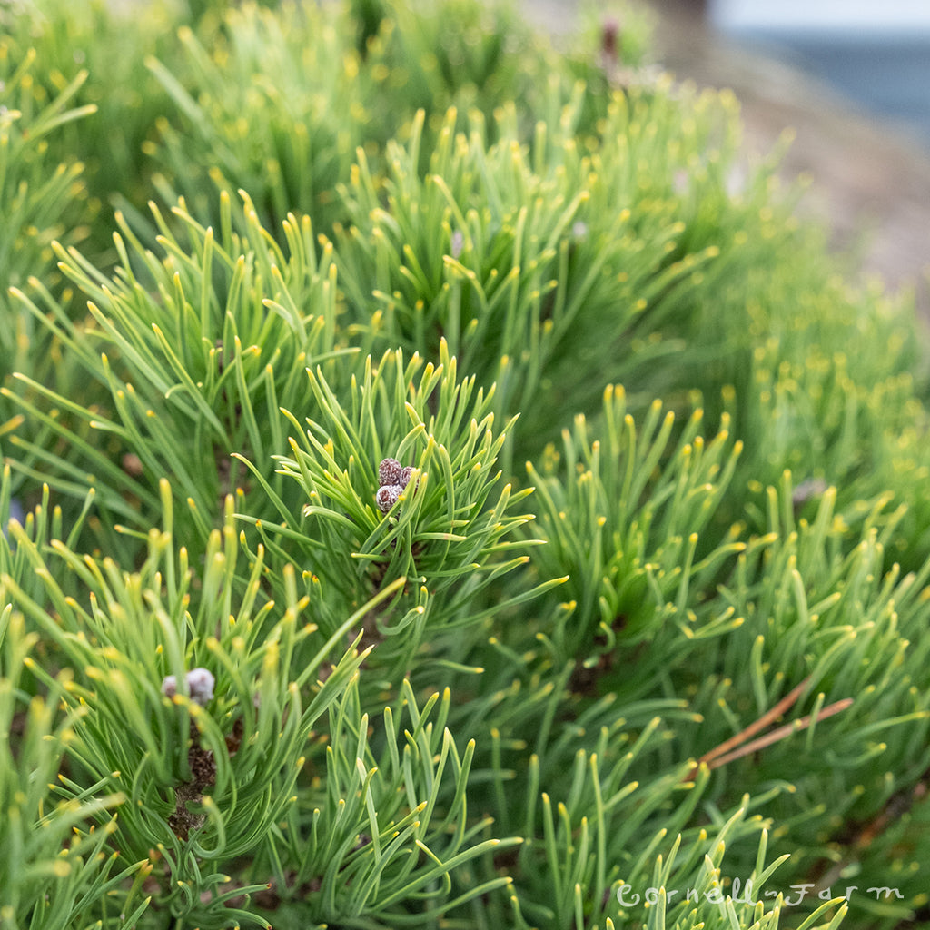 Cornell Farm Mugo Pine