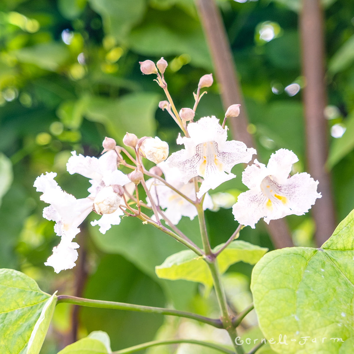 Catalpa s. Heartland 15gal