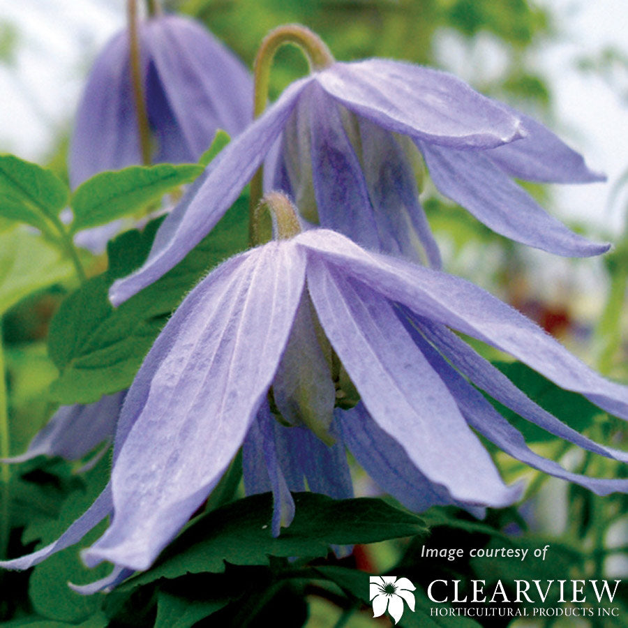 Clematis macropetala Blue Bird 2gal