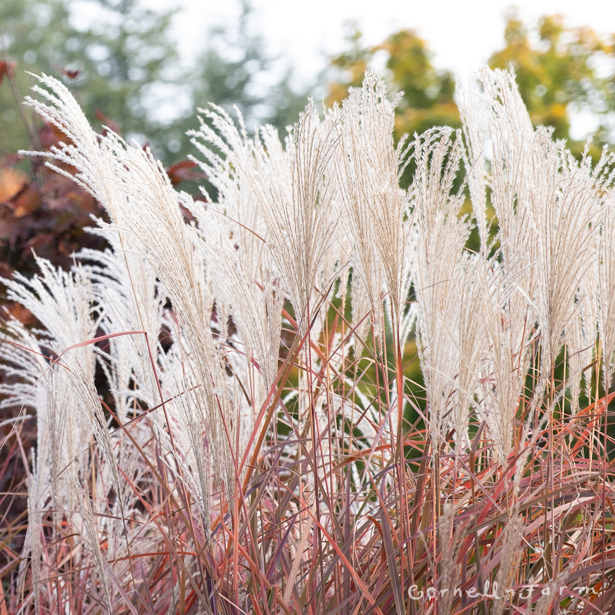 Miscanthus Fire Dragon 1gal