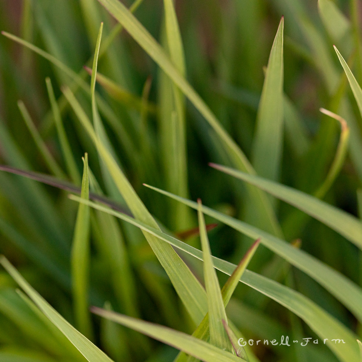 Panicum vir Shenandoah 2gal