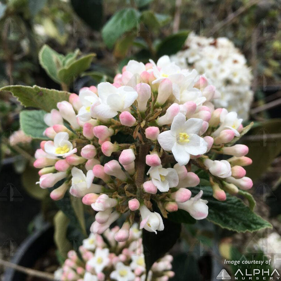 Viburnum x burkwoodii 2gal