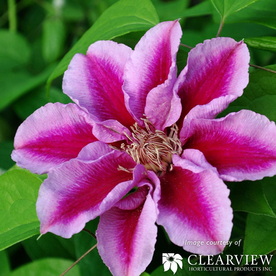 Clematis Kilian Donahue 1gal Bicolor Pink