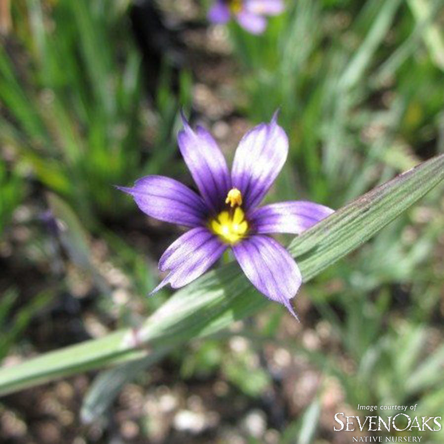Sisyrinchium idahoense 1gal Blue-eyed Grass