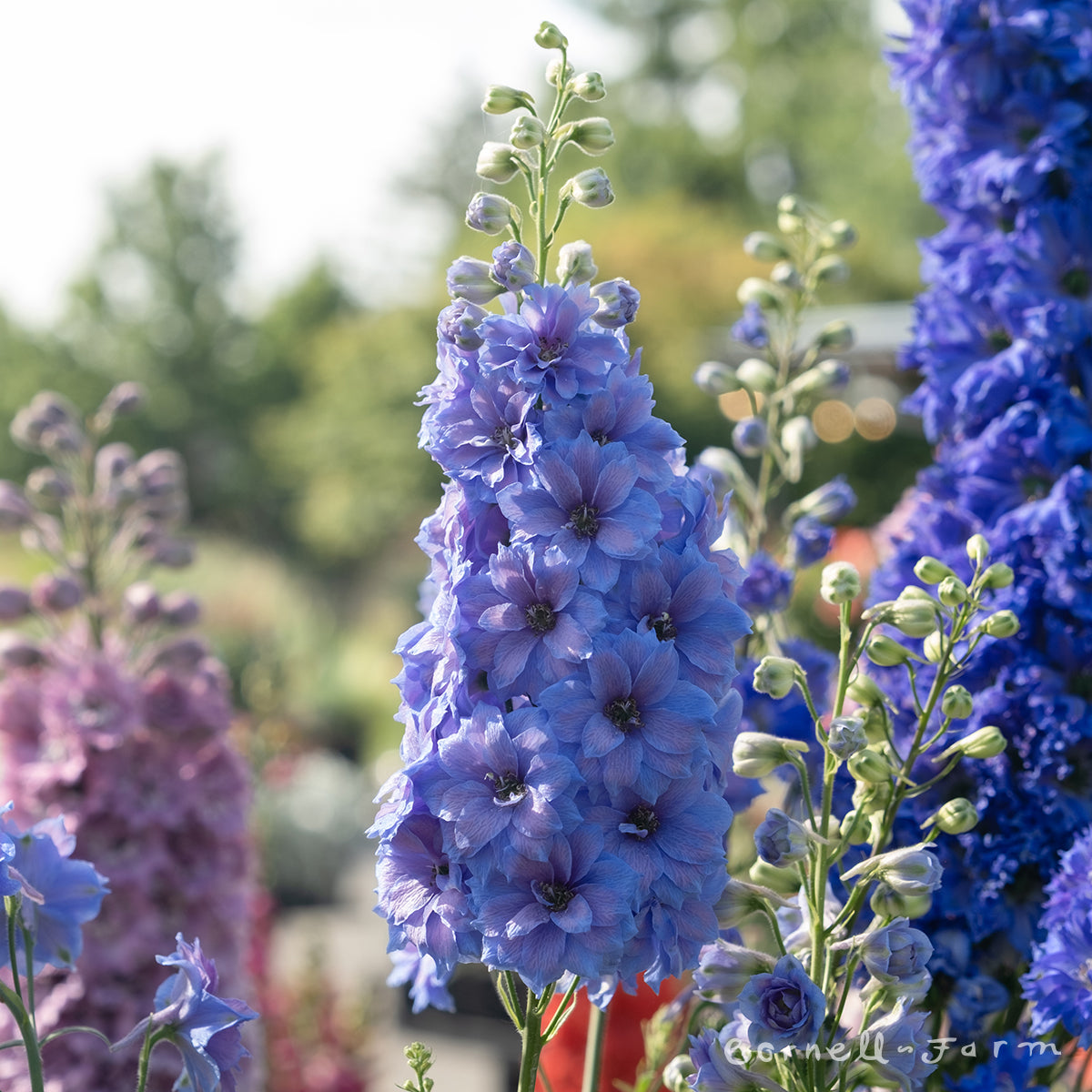 Delphinium NM Royal Aspirations 1gal New Millennium CF