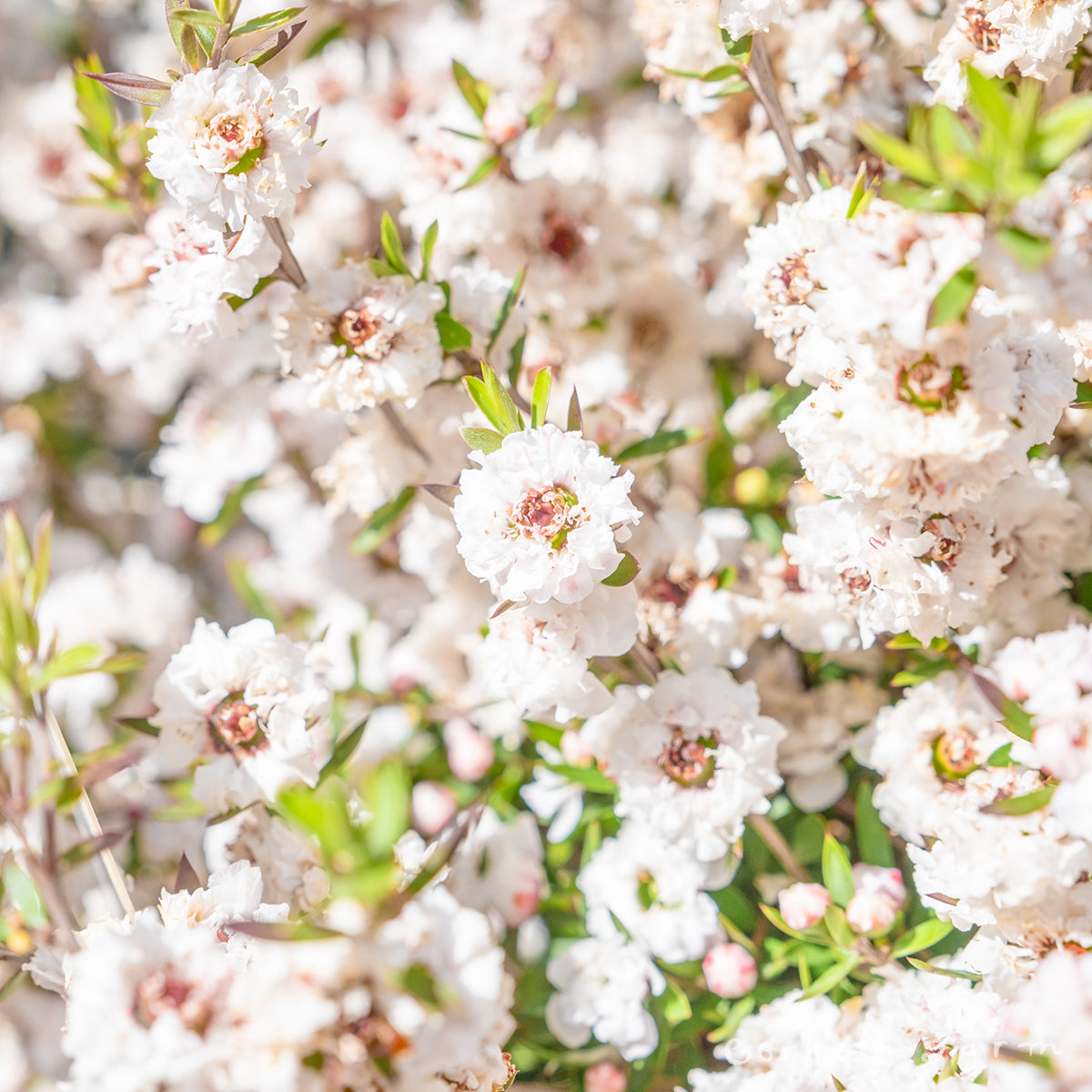 Leptospermum scoparium Snow White 5gal  Manuka Myrtle