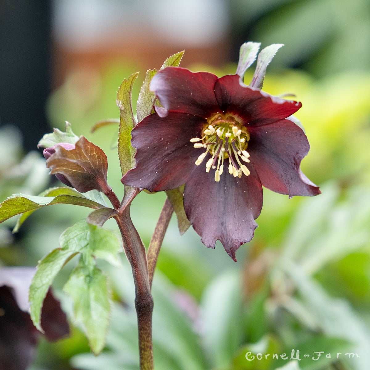 Helleborus New York Night Qrt. Honeymoon