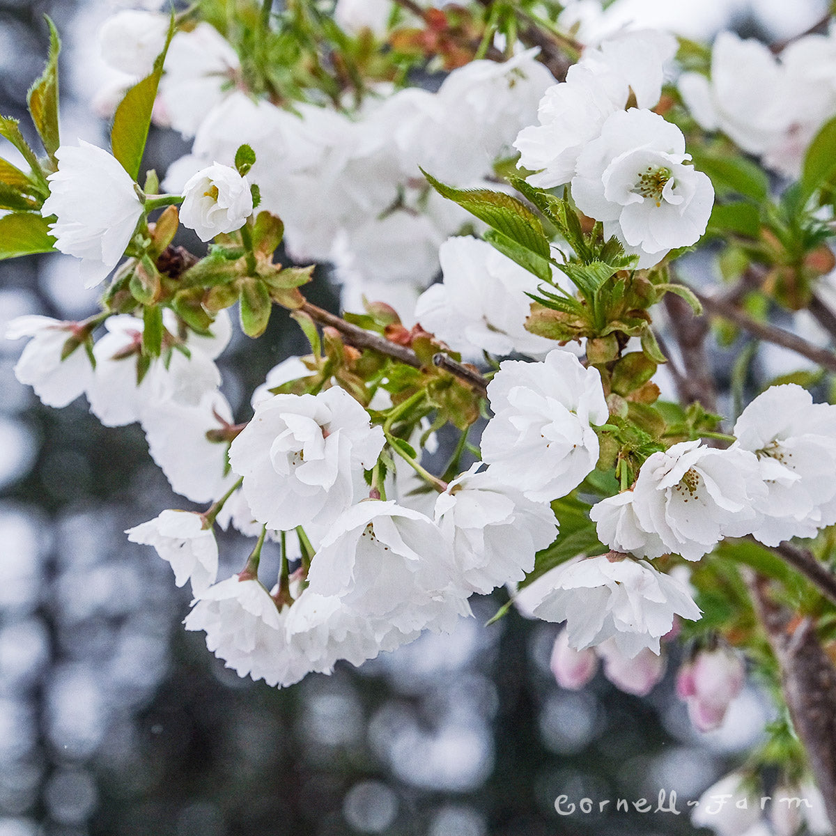 Prunus Mt. Fuji Cherry 7gal, Ornamental wht flwr