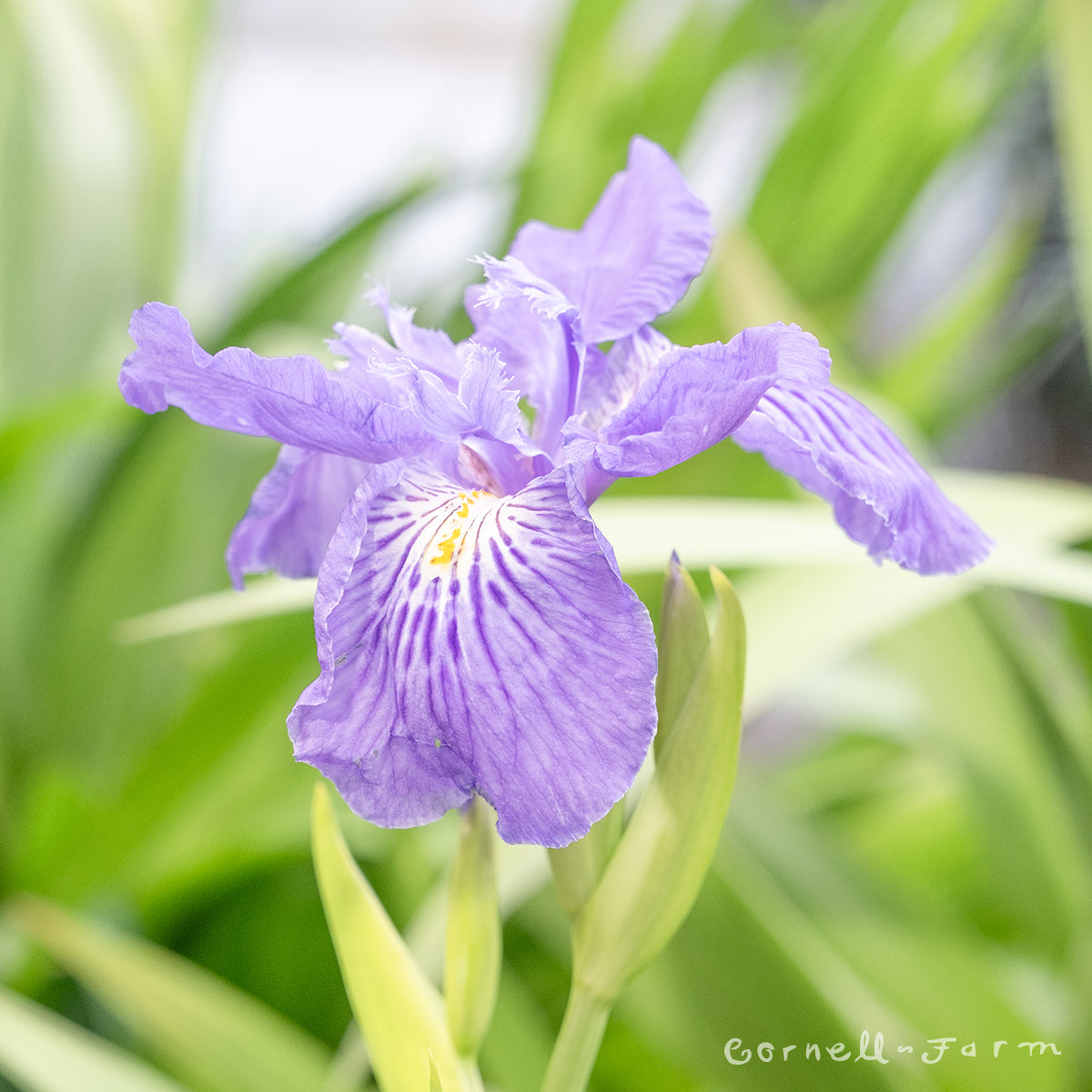 Iris ampliflora Ming Treasure 7gal  CF