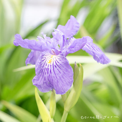 Iris ampliflora Ming Treasure 7gal  CF