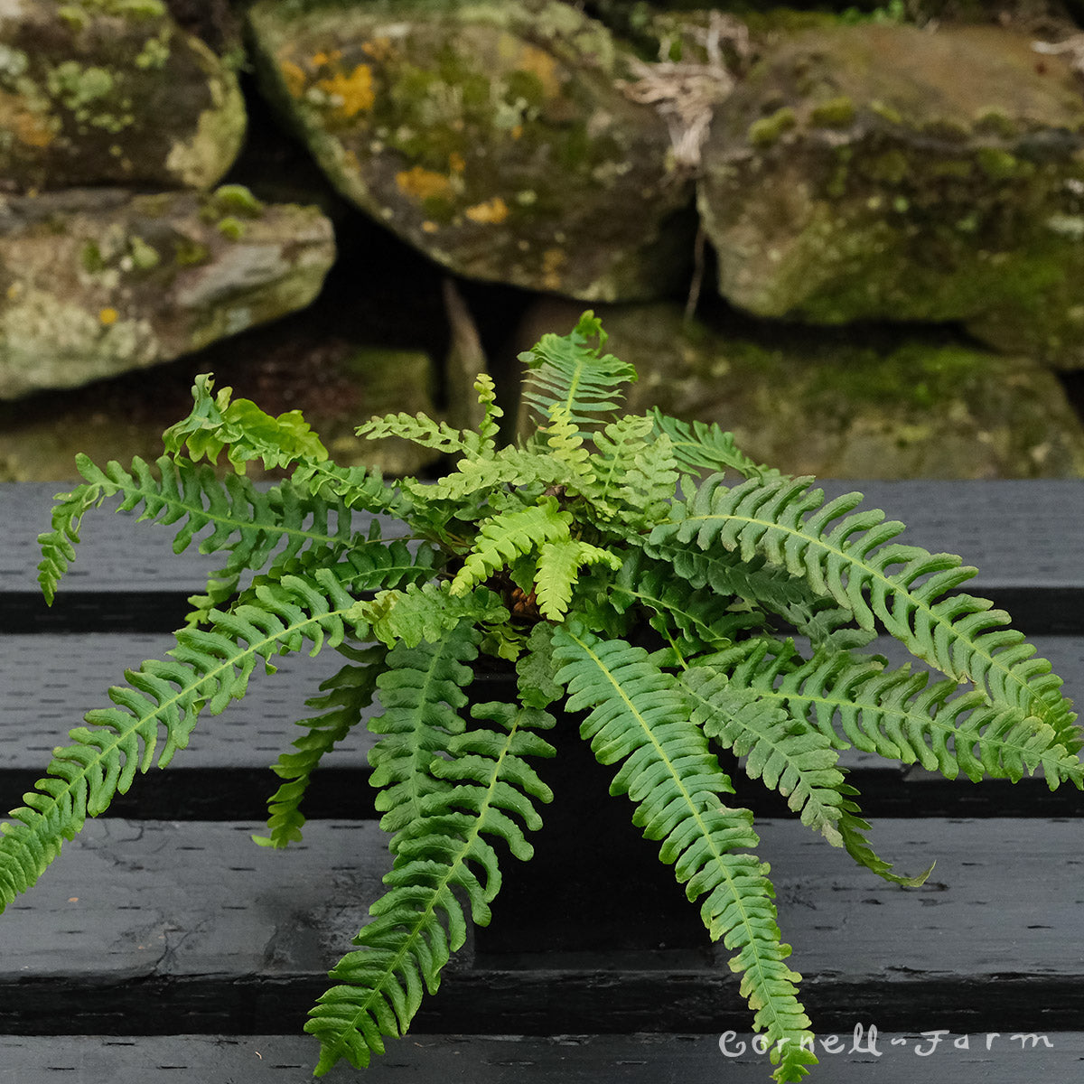 Blechnum spicant SHORTGP Qrt-Deer Fern