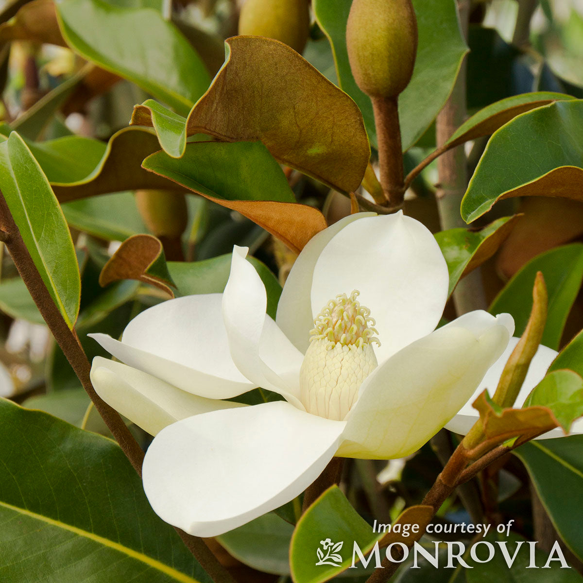 Magnolia grandiflora Brackens Brown Beauty 7gal