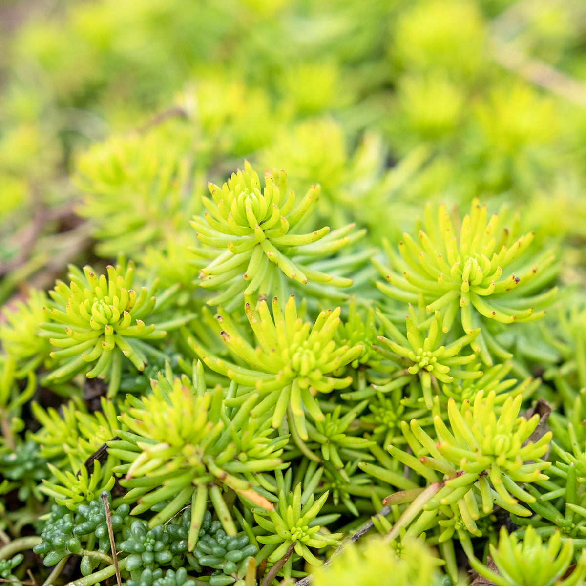 Sedum r. Angelina 1gal