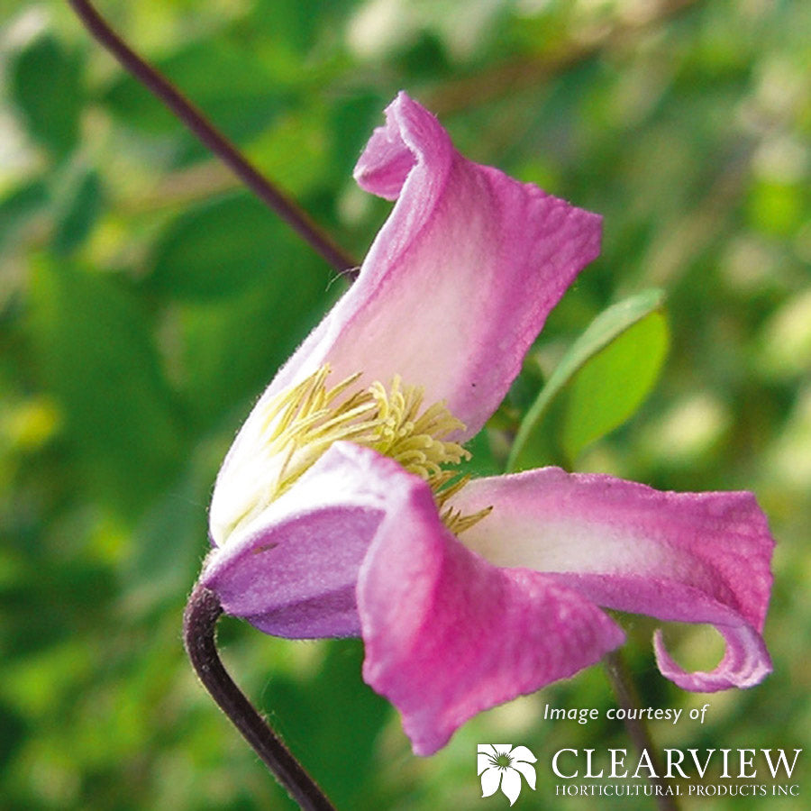 Clematis v. Minuet 2gal