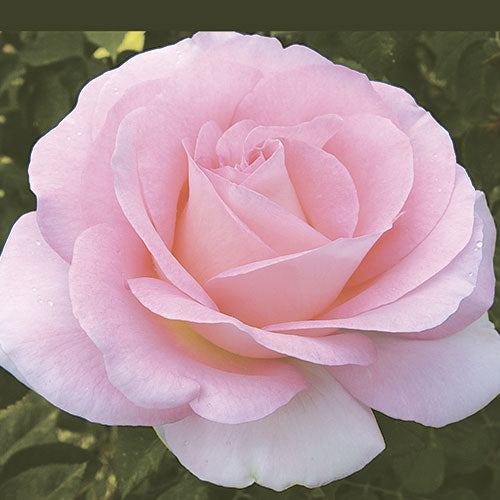 Rose Tree Falling In Love 5gal PT 36" Hybrid Tea