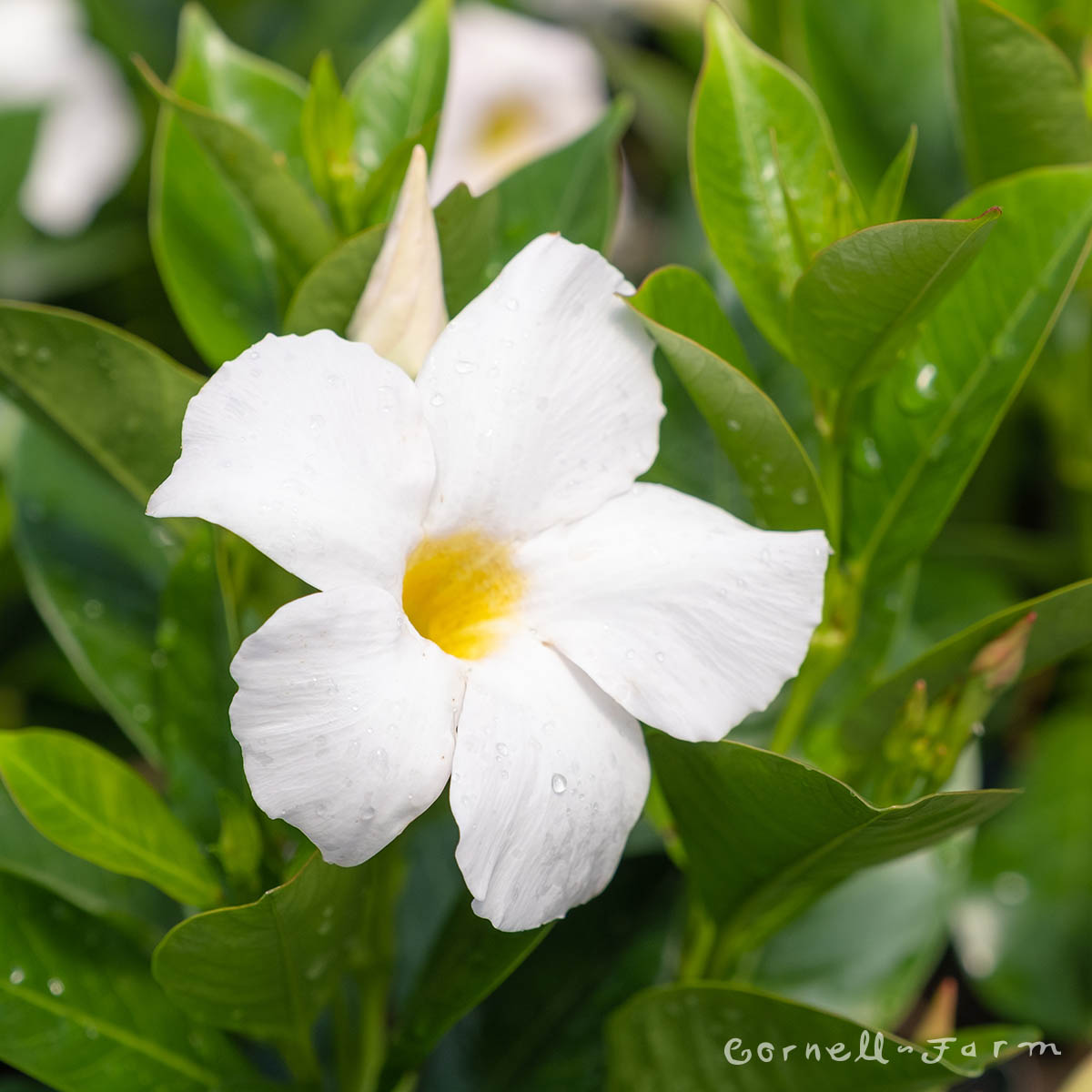 Mandevilla Madinia White 1gal