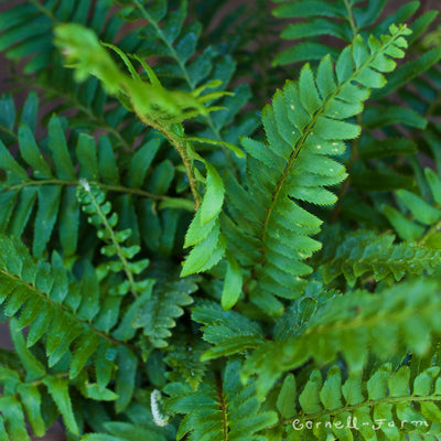 Polystichum munitum 1gal Sword Fern