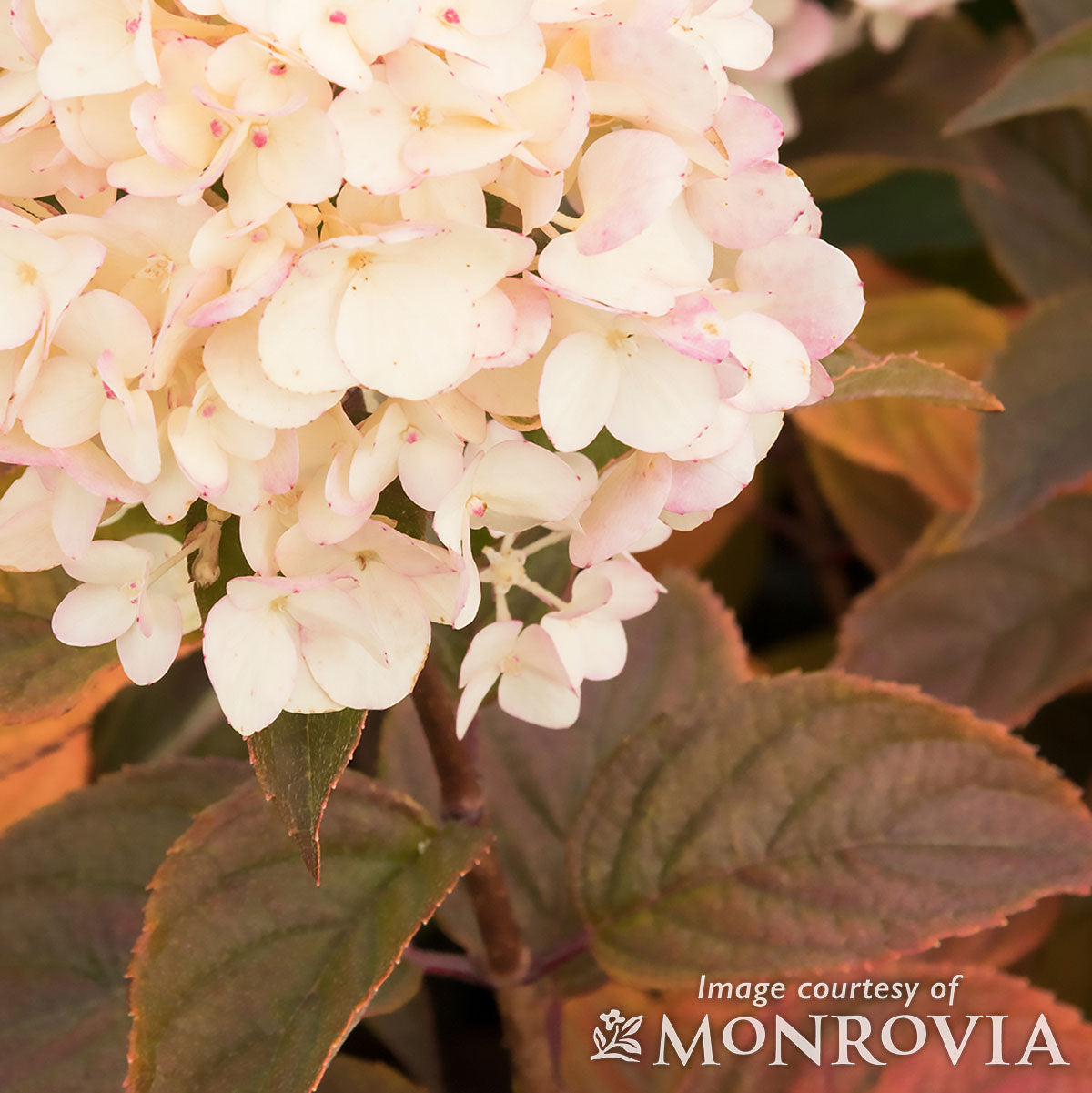 Hydrangea p. Candy Apple 2gal