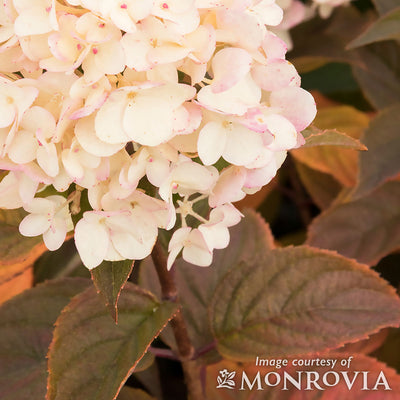 Hydrangea p. Candy Apple 2gal