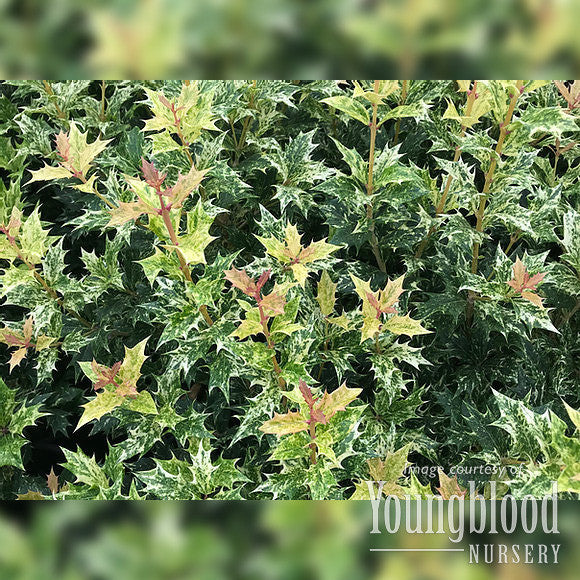 Osmanthus het Goshiki 7gal