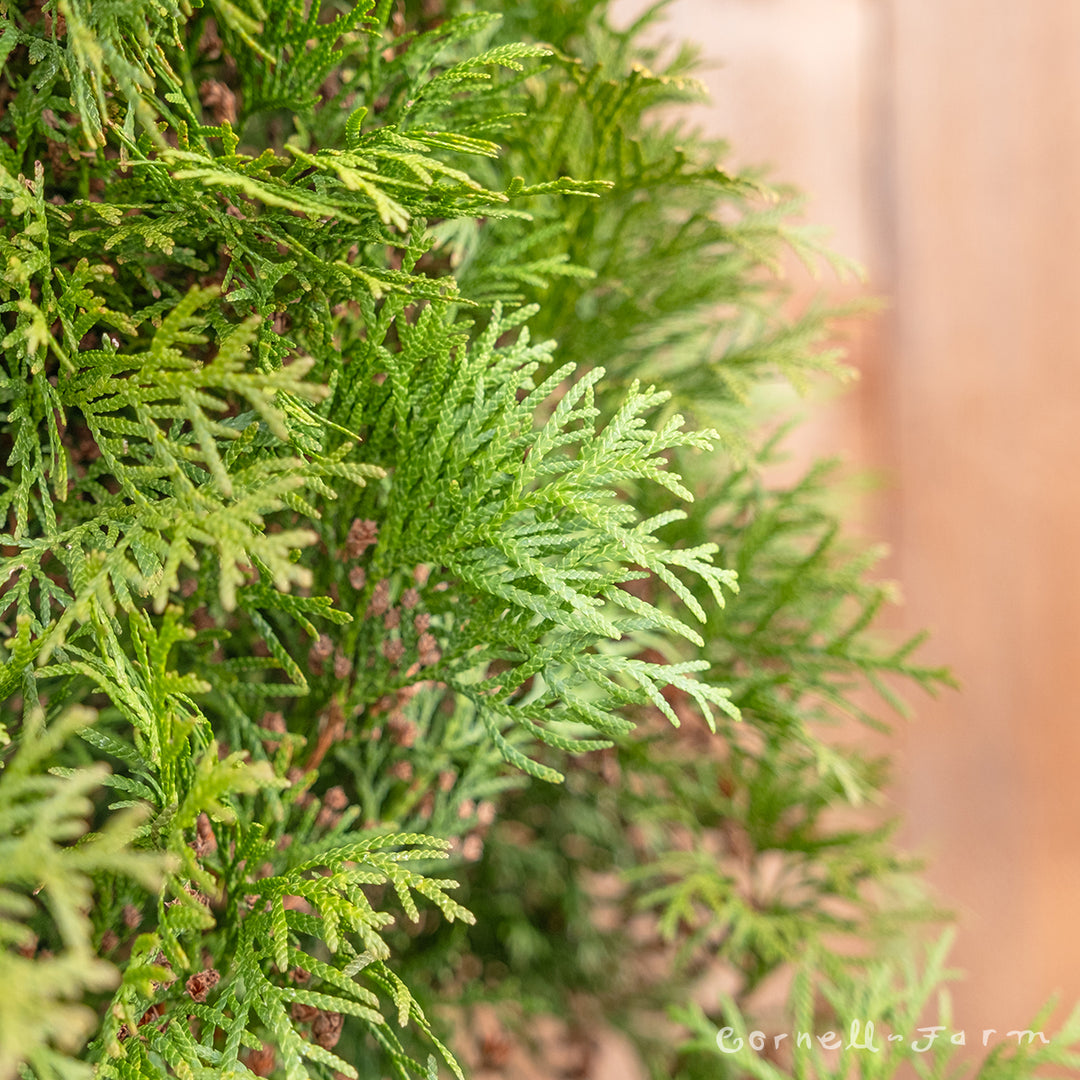 thuja smaragd 180-200 cm toom Thuja o. Smaragd Emerald 7gal Arborvitae 6-7ft – Cornell Farm