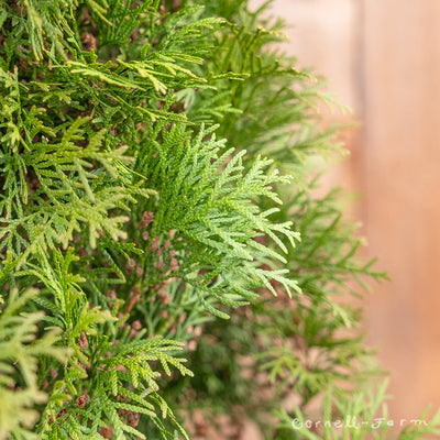 Thuja o. Smaragd Emerald 7gal Arborvitae 6-7ft