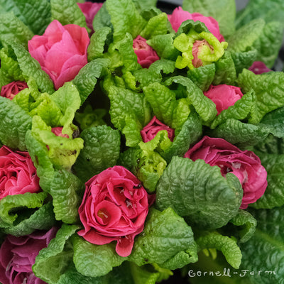 Primula v. Belarina Carmen Qrt.